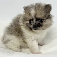 Pixie, a female Pomeranian for sale in Northport, AL – Photo 1 of 4