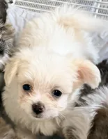 Peanut, a male Mal Shi for sale in Northport, AL – 3 of 6