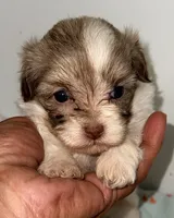 Dixie, a female Mal Shi for sale in Northport, AL – 1 of 3