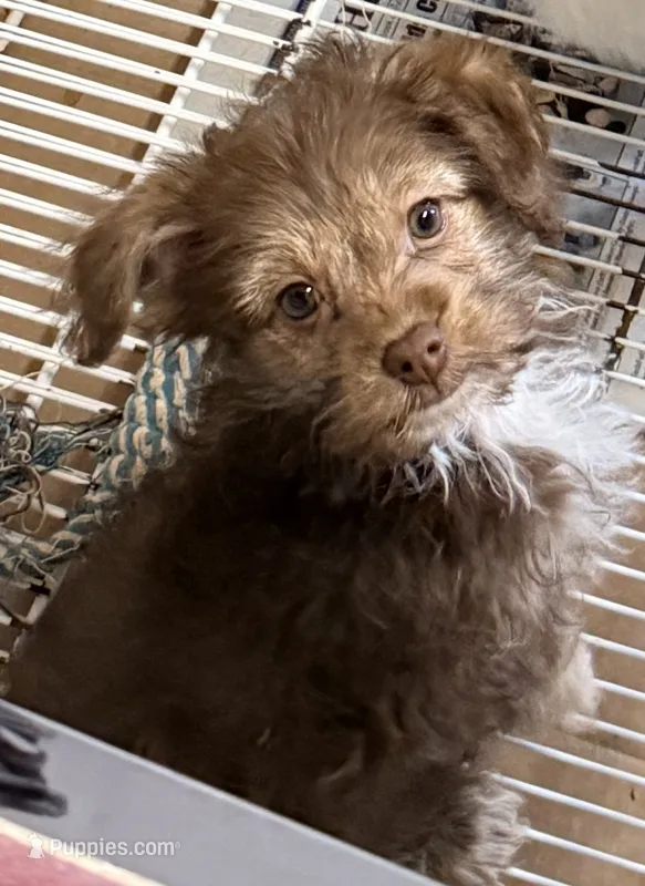 Lacie – Yorkipoo puppy for sale in Northport, AL