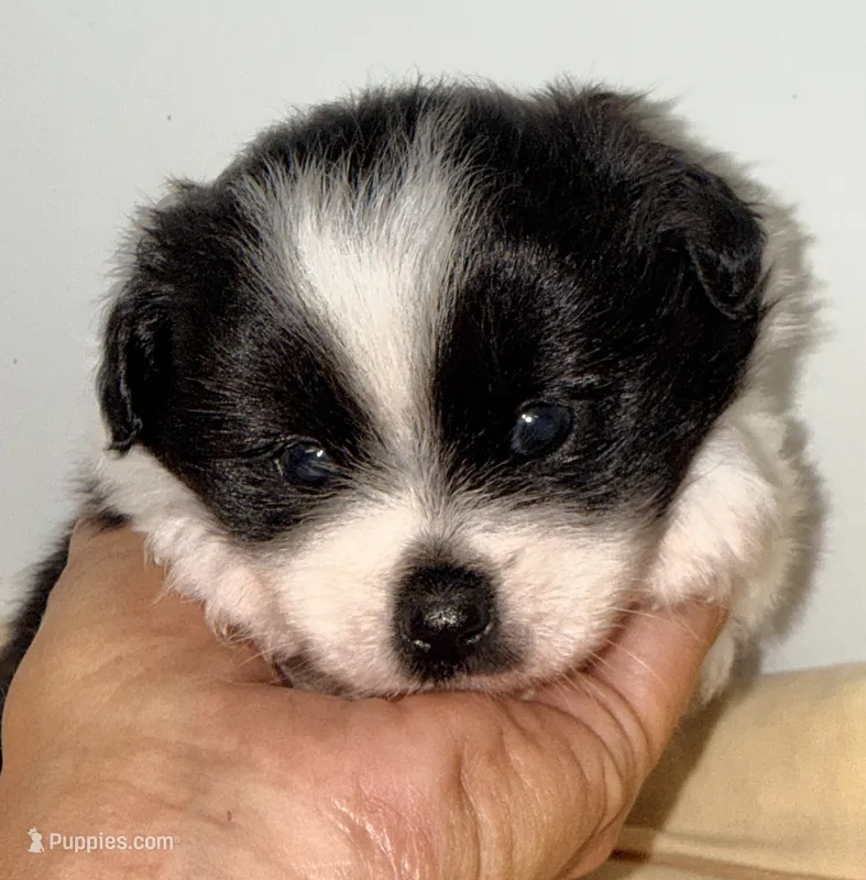 Cookie – Pomchi puppy for sale in Northport, AL
