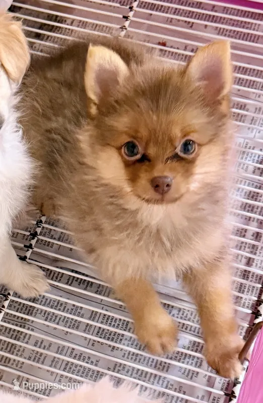 Presley – Pomeranian puppy for sale in Northport, AL