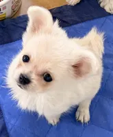 Cooper tcup, a male Maltipom for sale in Northport, AL – 2 of 2