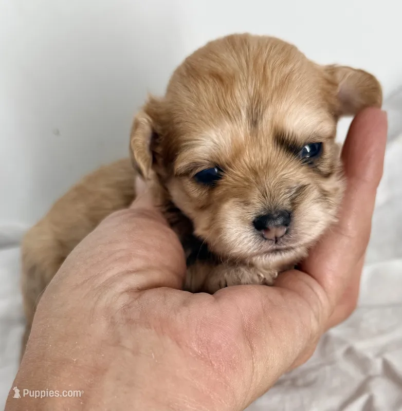Marley – Yorkipoo puppy for sale in Northport, AL
