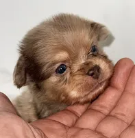 Snickers, a male Shiranian for sale in Northport, AL – 2 of 3
