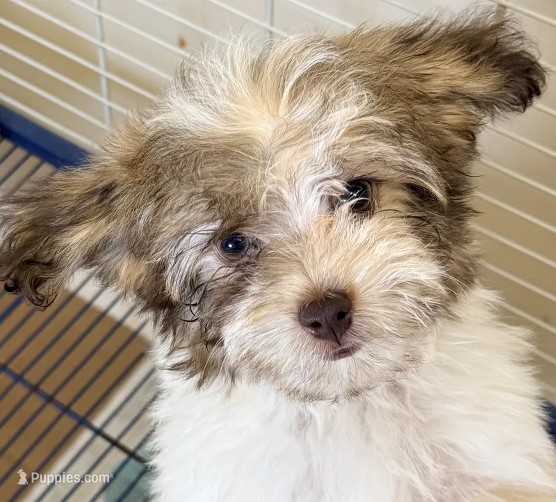 Travis – Maltese, Shih Tzu puppy for sale in Northport, AL