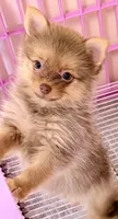 Fiona, a female Pomeranian for sale in Northport, AL – 3 of 4