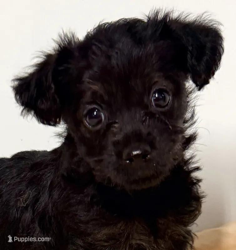 Delta – Yorkipoo puppy for sale in Northport, AL