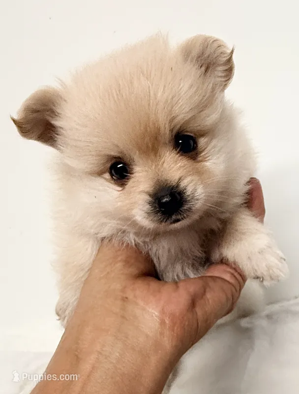 Delilah – Pomchi puppy for sale in Northport, AL