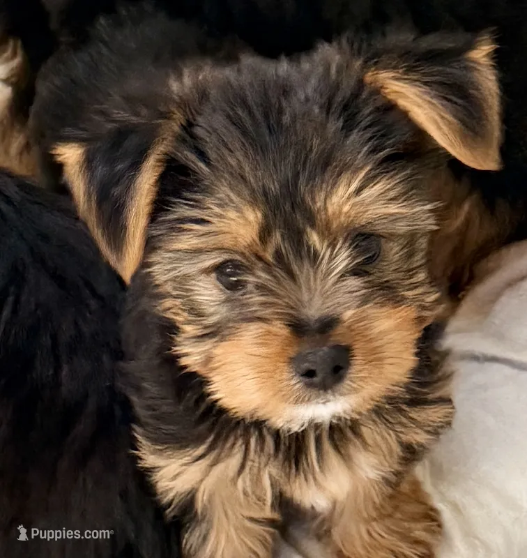Sadie – Yorkshire Terrier puppy on hold in Northport, AL