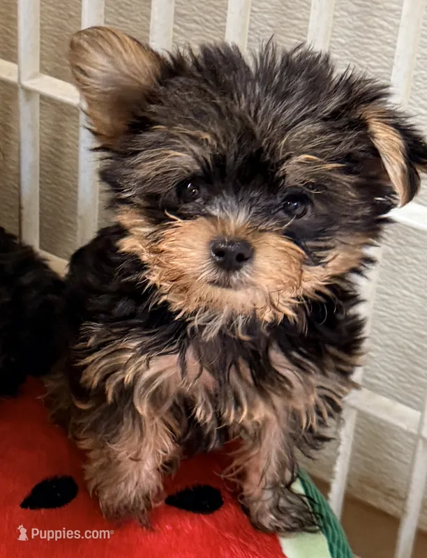 Dawson – Yorkshire Terrier puppy for sale in Northport, AL