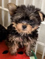 Dawson, a male Yorkshire Terrier for sale in Northport, AL – 1 of 4