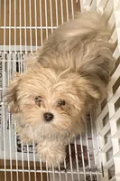 Toby, a male Morkie for sale in Northport, AL – 2 of 3
