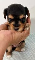 Jasmine, a female Yorkipoo for sale in Northport, AL – 3 of 4