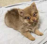 Luna, a female Pomeranian for sale in Northport, AL – 3 of 5
