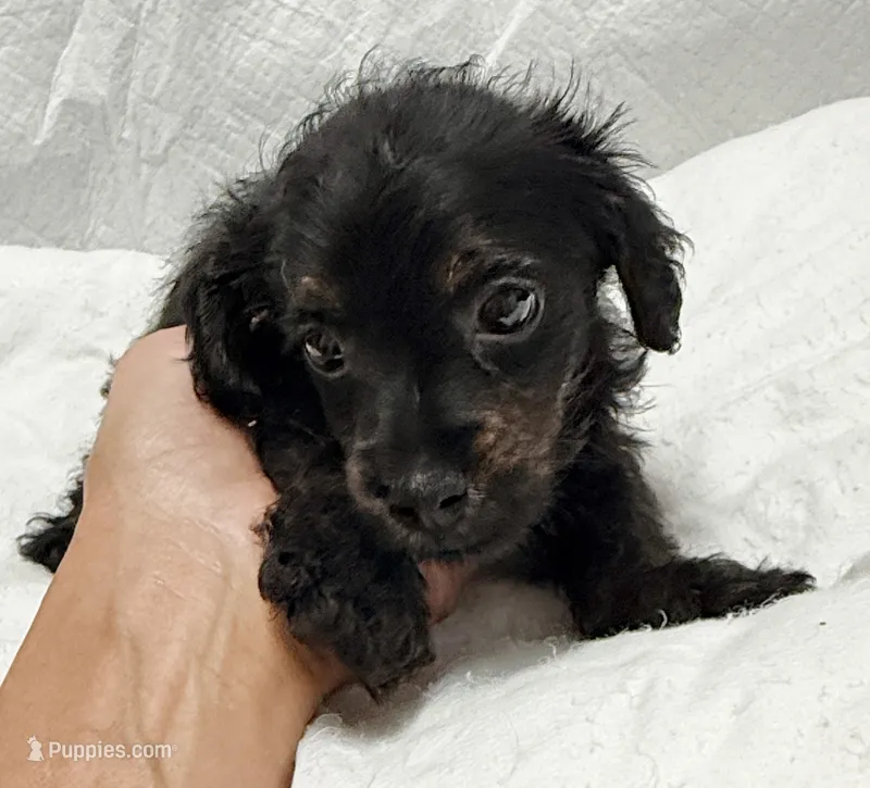 Hank – Yorkipoo puppy for sale in Northport, AL