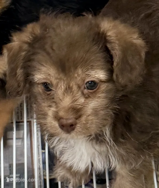 Lacie – Yorkipoo puppy for sale in Northport, AL