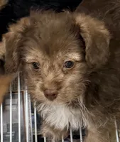 Lacie, a female Yorkipoo for sale in Northport, AL – 1 of 4