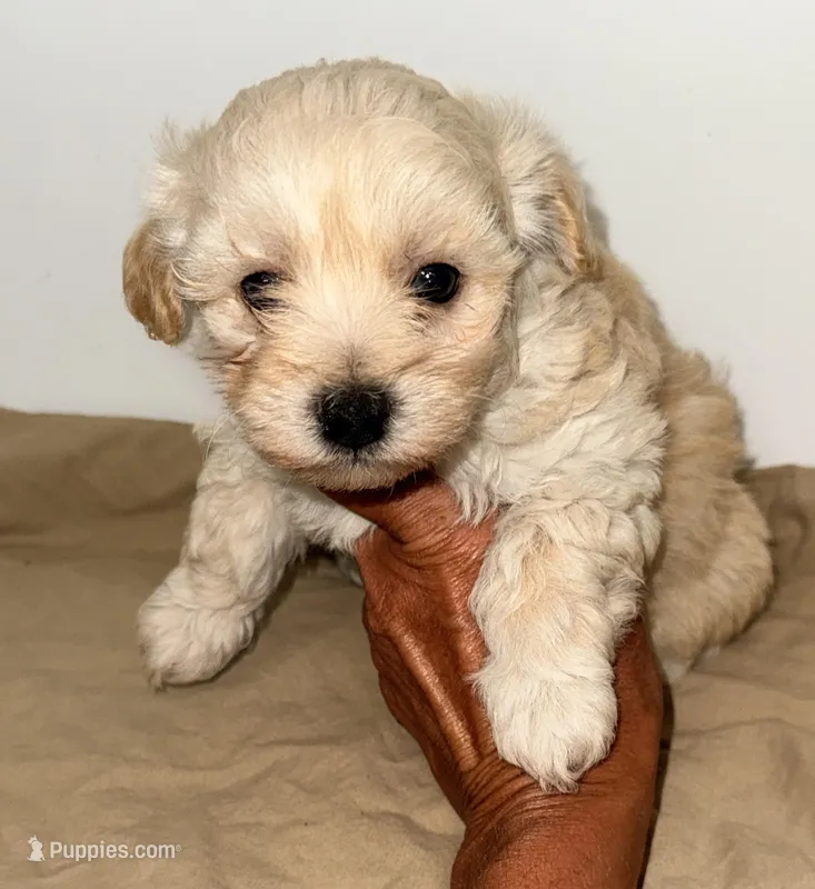 Harley – Maltipoo puppy for sale in Northport, AL