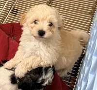 Riley, a male Maltipoo for sale in Northport, AL – Photo 2 of 4