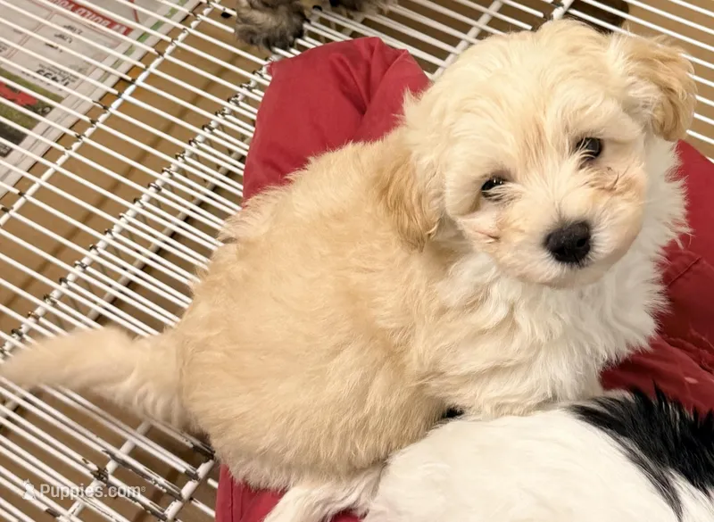 Riley – Maltipoo puppy for sale in Northport, AL