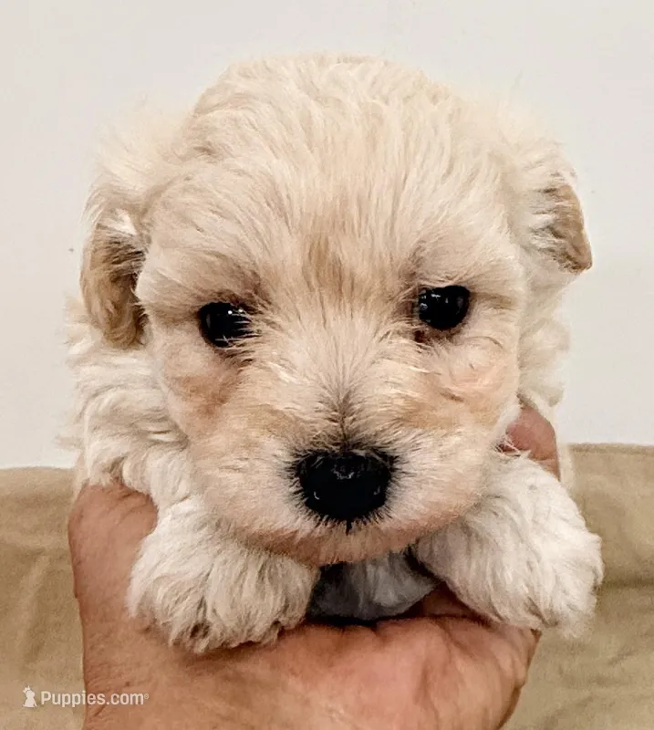 Harley – Maltipoo puppy for sale in Northport, AL