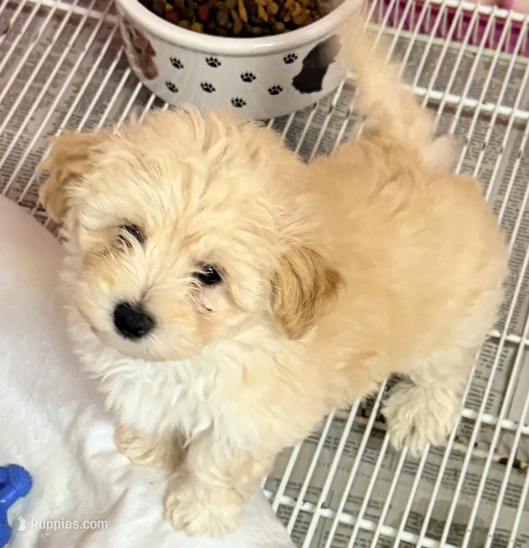 Riley – Maltipoo puppy for sale in Northport, AL