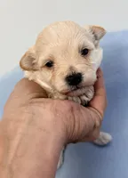 Harley, a male Maltipoo for sale in Northport, AL – Photo 1 of 3