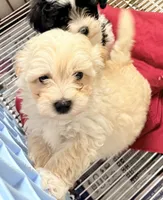 Riley, a male Maltipoo for sale in Northport, AL – Photo 3 of 4