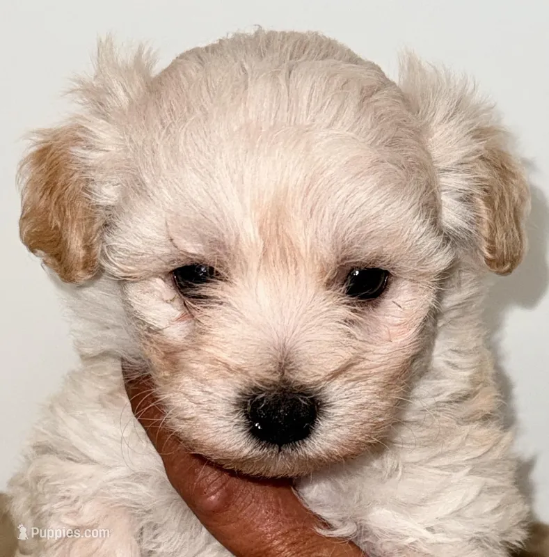 Harley – Maltipoo puppy for sale in Northport, AL