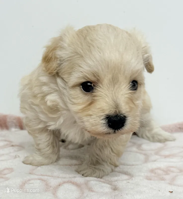 Harley – Maltipoo puppy for sale in Northport, AL