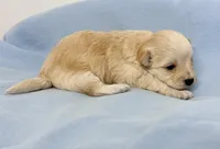 Harley, a male Maltipoo for sale in Northport, AL – Photo 3 of 3