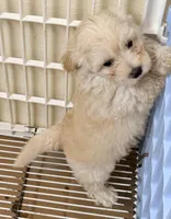 Riley, a male Maltipoo for sale in Northport, AL – Photo 4 of 4