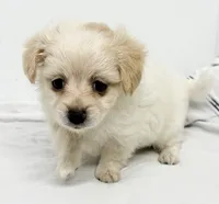 Ella, a female Maltipom for sale in Northport, AL – 4 of 4