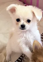 Cooper tiny, a male Maltipom for sale in Northport, AL – 3 of 4