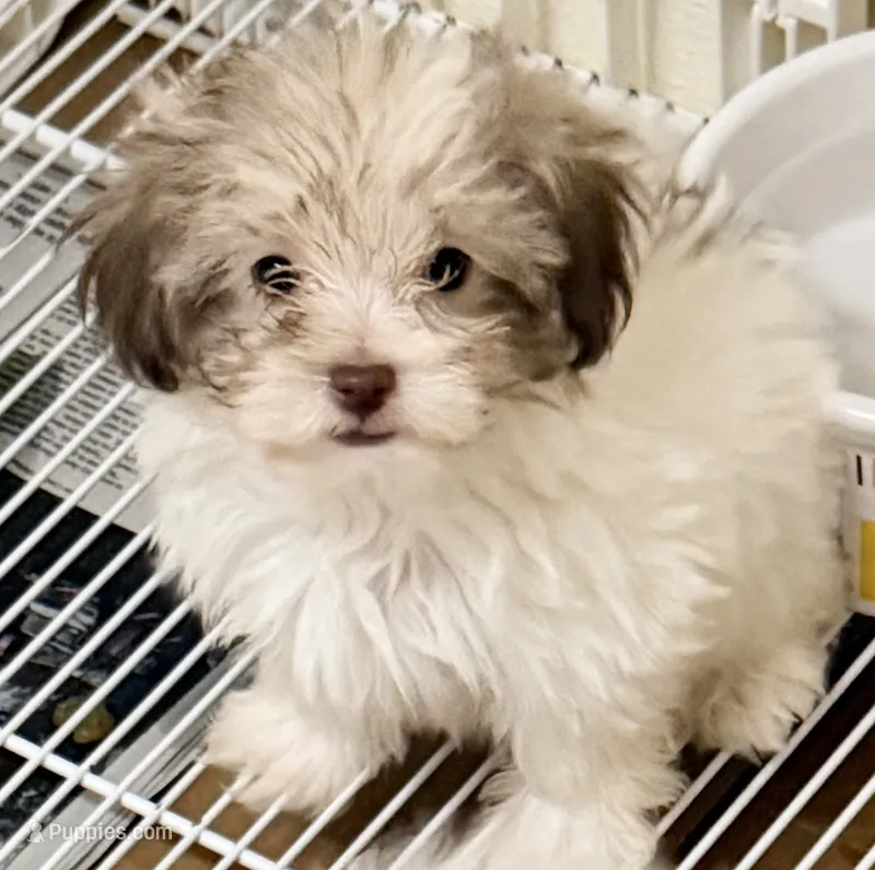 Dixie – Mal Shi puppy for sale in Northport, AL