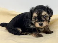 Jackson, a male Pomapoo for sale in Northport, AL – 2 of 4