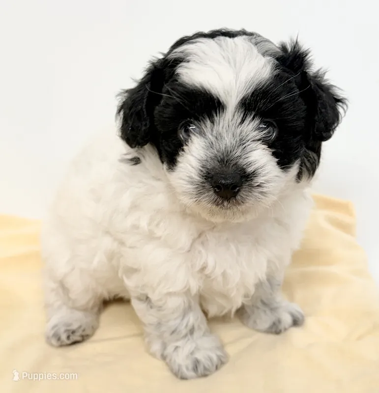 Samson – Shihpoo puppy for sale in Northport, AL