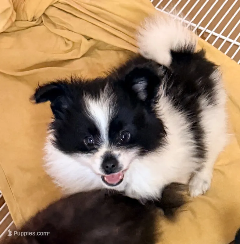 Lilly – Pomchi puppy for sale in Northport, AL