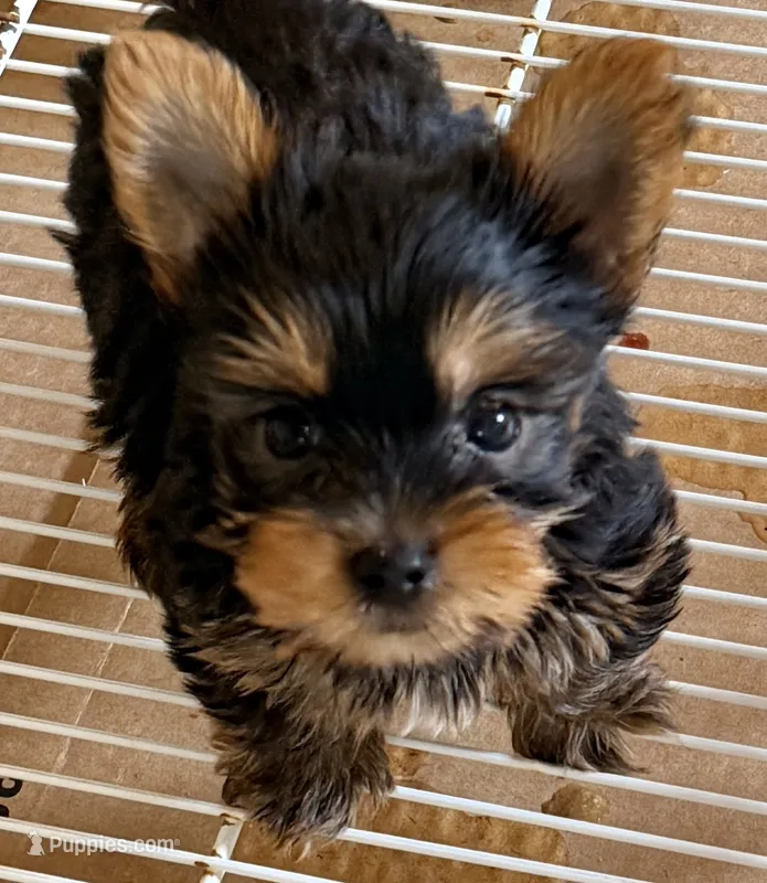 Tucker – Yorkshire Terrier puppy for sale in Northport, AL