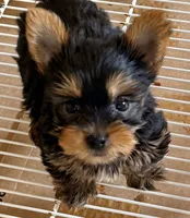 Tucker, a male Yorkshire Terrier for sale in Northport, AL – 1 of 5