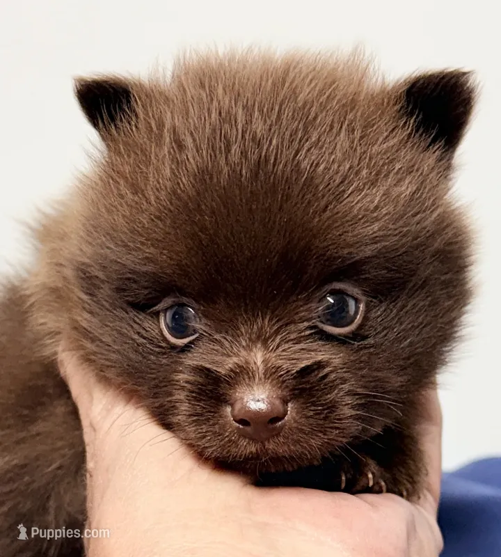 Logan – Pomeranian puppy for sale in Northport, AL