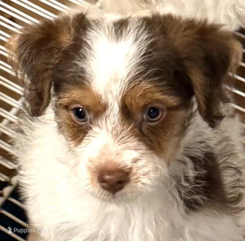 Travis – Morkie puppy for sale in Northport, AL