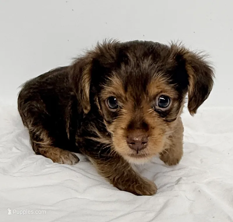 Trevor – Yorkipoo puppy for sale in Northport, AL