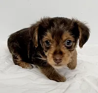 Trevor, a male Yorkipoo for sale in Northport, AL – 1 of 2