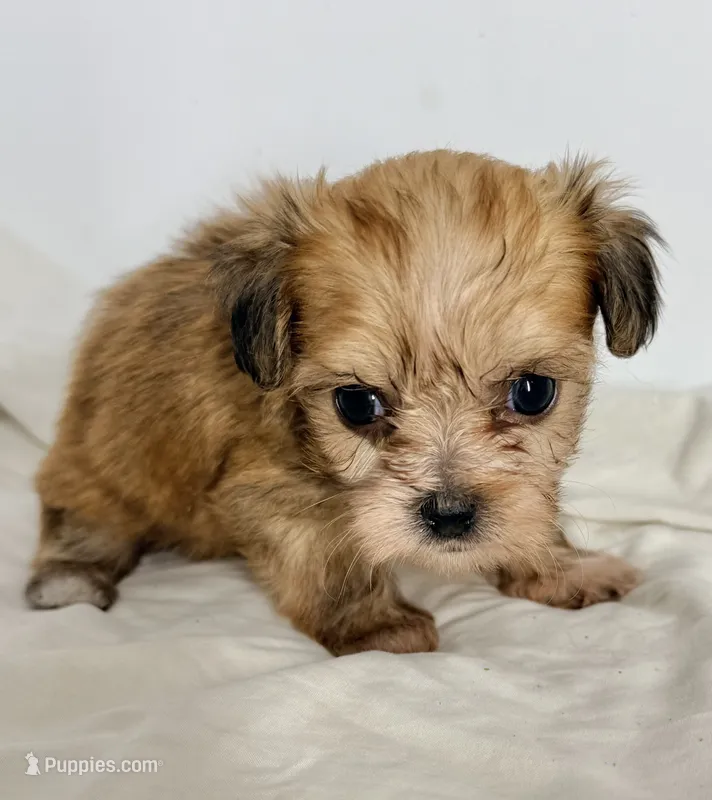 Callie – Shiranian puppy for sale in Northport, AL