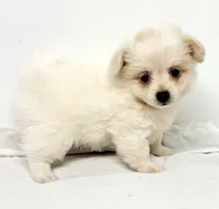 Dolly, a female Maltese and Pomeranian for sale in Northport, AL – 3 of 3