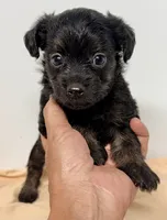 Katie, a female Yorkipoo for sale in Northport, AL – 3 of 3