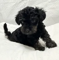 Raven, a female Yorkipoo for sale in Northport, AL – 2 of 4