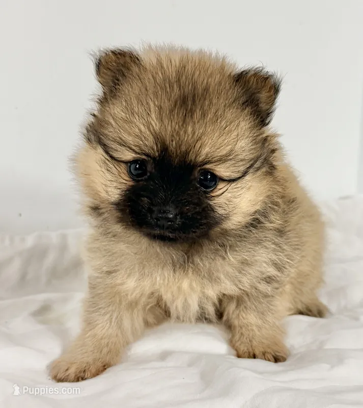 Chloe – Pomeranian puppy on hold in Northport, AL